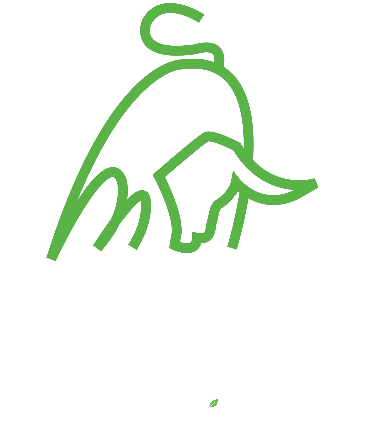 Toroverde Foundation Logo